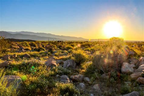 Orange strands of dodder nearly cover a native burro bush, ambrosia dumosa, in anza borrego desert state park, california. Basic combo: Anza Borrego Flowers 2021 : March 14, 2019 ...