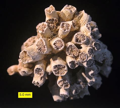 Woosters Fossil Of The Week A Colonial Scleractinian Coral From The