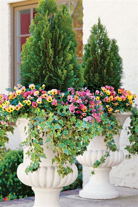 Evergreen Flowering Shrubs Suitable For Containers Okejely Garden Plant