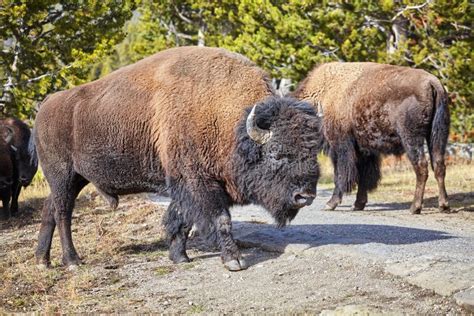 American Bison In Yellowstone National Park Wyoming Usa Stock Image