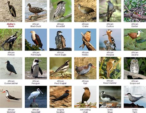 Alphabetical list of 600 … перевести эту страницу. South African Bird Species