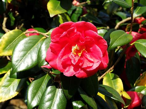 Bareroot nursery stock has been around for many years. Sacramento Landscaping: Evergreen Shrubs and Trees Camelia ...