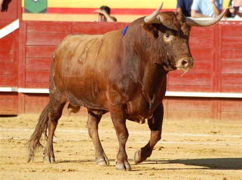 El Toro Pelos Y Pintas · Club Taurino De Murcia Club Taurino De Toros Toros De Lidia