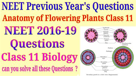 Anatomy Of Flowering Plants Class 11 Neet Questions For 2020 Youtube