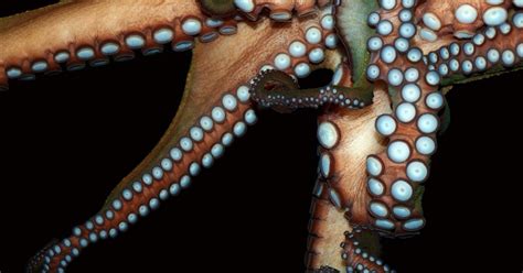 Octopus Escapes National Aquarium Of New Zealand Time