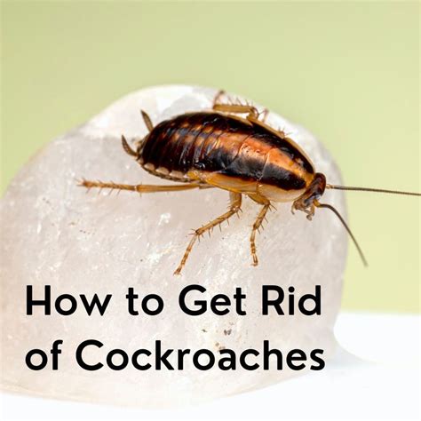 How To Get Rid Of Roaches In The Kitchen Home Design Ideas
