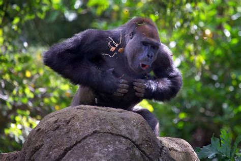 Verhaltensforschung Warum Gorillas Bei Der Balz Auf Ihre Brust