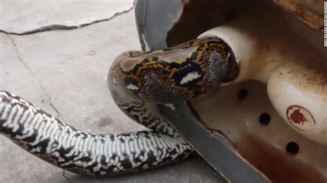 Thailand Snake Bites Man S Penis In Toilet Encounter Cnn