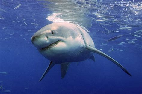 Strange Facts About Sharks Business Insider