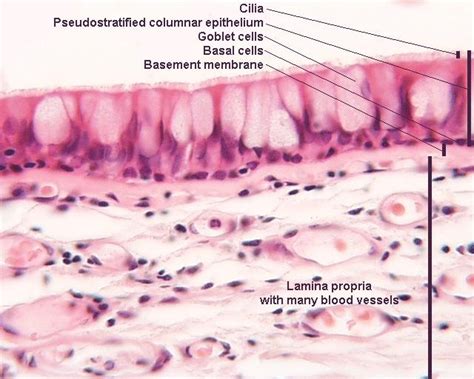 Histology of the upper respiratory tract: Sugarmeyer-Week 2-Histology - Anatomy & Physiology 141 ...