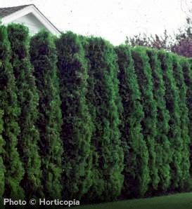 Maybe you would like to learn more about one of these? Arborvitae Trees | Arbor Tool Galleries