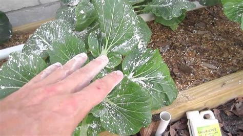 Today we share a couple of popular organic garden pest control spray recipes and they really work. What are Pest Repellent Plants and How Do They Work ...