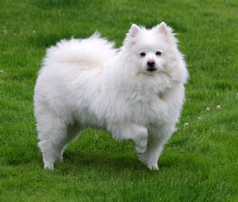 American Eskimo Dog Wikipedia