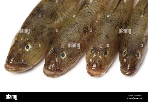Tank Goby Of Popular Bele Fish Of Indian Subcontinent Stock Photo Alamy