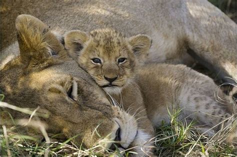 25 Incredibly Touching Wildlife Photos Of Animal Moms And Their Babies