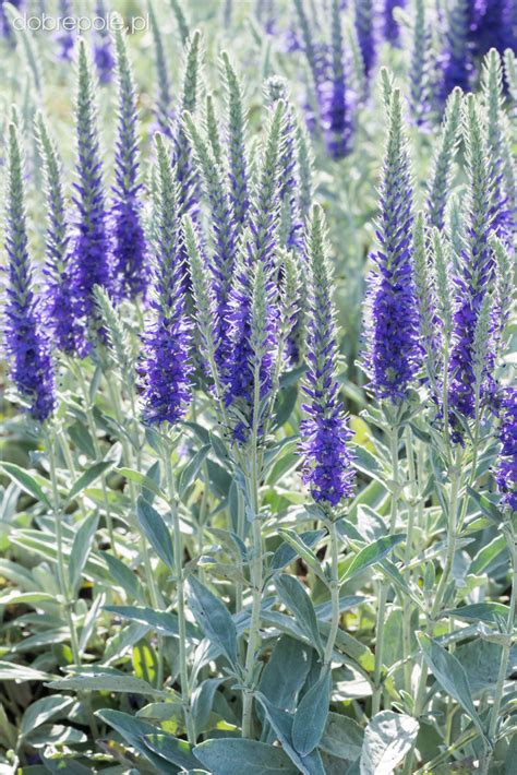 Pseudolysimachion spicatum) is a species of flowering plant in the family plantaginaceae. Szkółka Bylin Dobrepole - Veronica spicata ssp. incana ...
