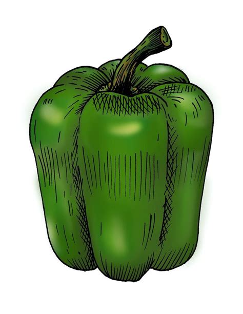Download Free Image Of Hand Drawn Bell Pepper About Illustration Capsicum Bellpepper