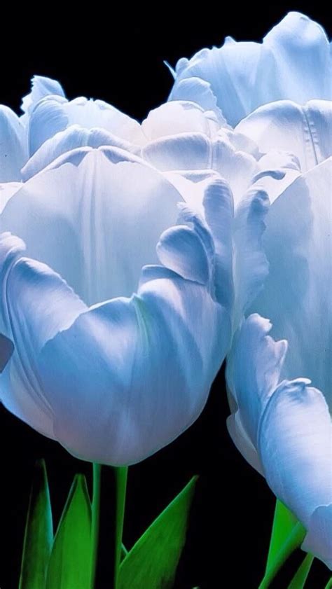Beautiful Blue Tulips Backiee