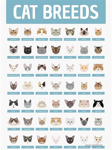 Types Of Cats Breeds Cat Breeds List All Cat Breeds Different Breeds