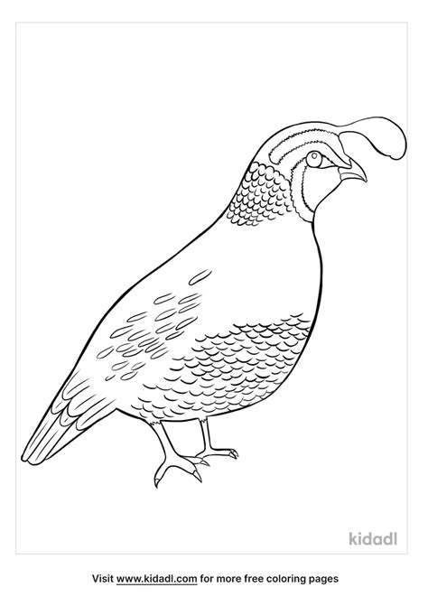 California State Bird | Kidadl