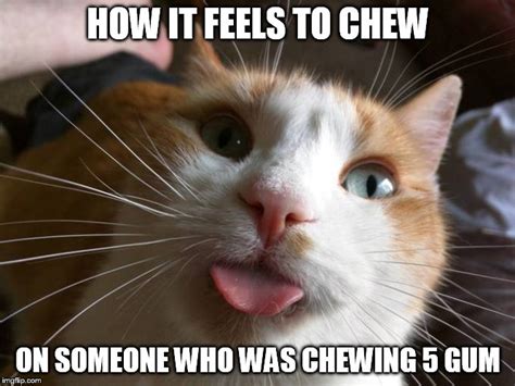 Image Tagged In Derpy Cat Imgflip