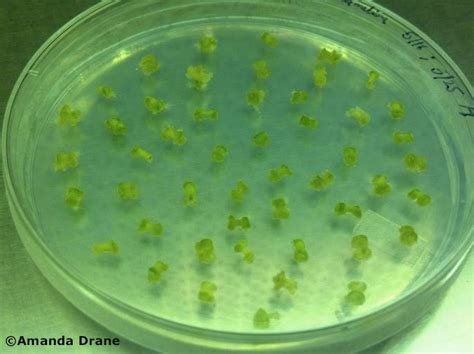 We did not find results for: Plant tissue culture — Science Learning Hub