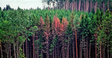 Maybe you would like to learn more about one of these? Borkenkäfer - Mit der Wärme kommt der Käfer | Bayerisches ...
