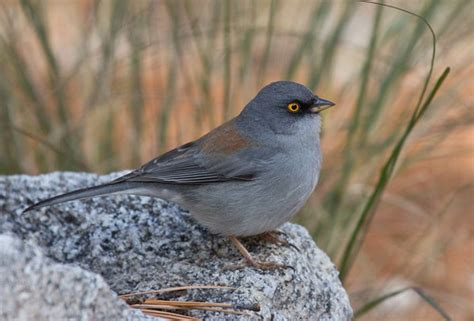 Yellow Eyed Junco Laura Erickson Flickr