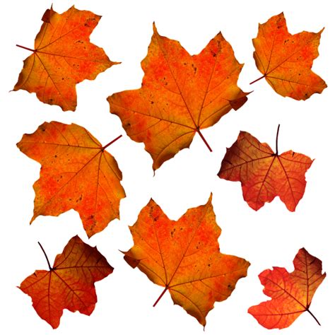 Free Photo Fall Leaves Leaf Isolated Free Image On Pixabay 331485
