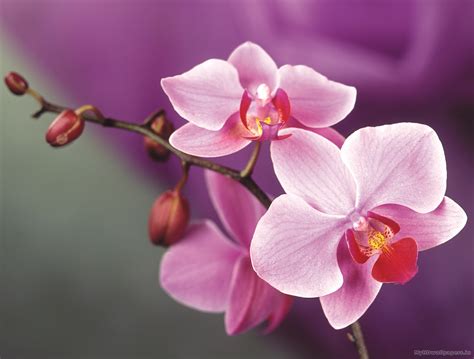 Beautiful Orchid Flower Wallpaper 43 Images