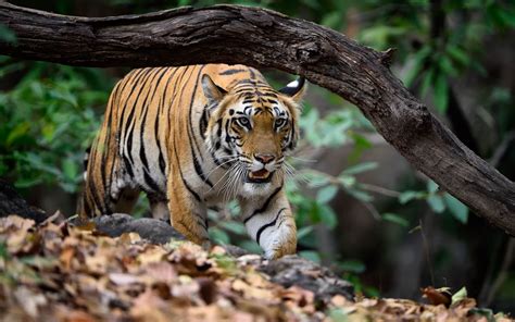 Bandhavgarh Tiger Photography Tour Private Guided Safaris