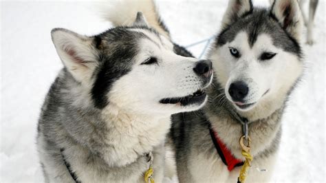 Lapland By Dog Sled 3 Days 2 Nights Nordic Visitor