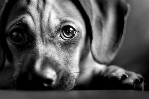 Mi Perro Está Triste ¿qué Se Debe Hacer Razas Y Perros