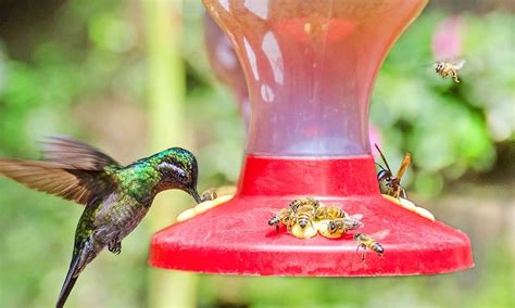 Bees use it to dilute the honey they give to the brood. 12 Tips on How to Keep Bees Away From Hummingbird Feeders