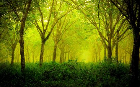 Trees And Bush Painting Forest Green Nature Landscape Hd Wallpaper