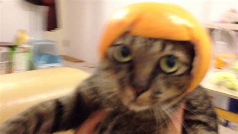 Orange Hat Cat ～ Youtube