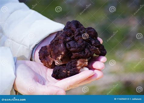 Gyromitra Esculenta Known As False Morel In The Forest Stock Image
