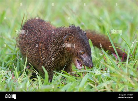 Mongoose Snake Hi Res Stock Photography And Images Alamy