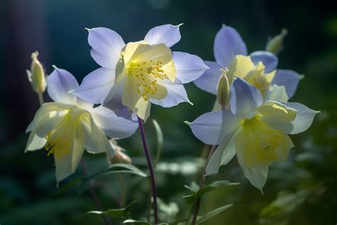 Columbine Flower Meaning Symbolism And Spiritual Significance Foliage
