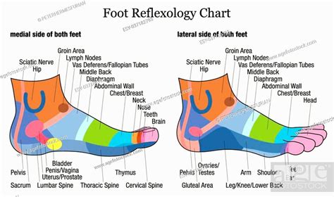 Foot Reflexology Chart Medial Inside And Lateral Outside View Of The
