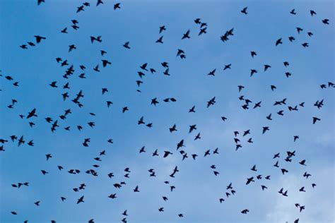 Flock Of Birds Sky Bokeh 12 Wallpapers Hd Desktop And Mobile