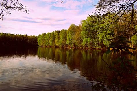 Forest Pond Early Morning Free Photo On Pixabay Pixabay