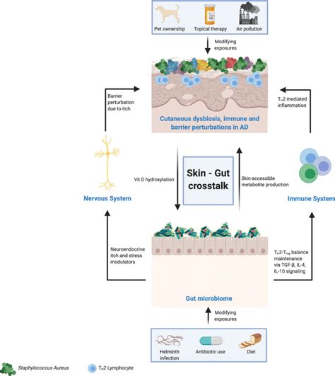 The Role Of The Skin Gut Microbiome Axis In Atopic Dermatitis Ad The