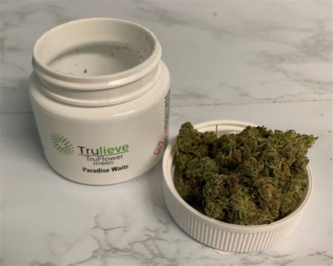 Trulieve TruFlower Review: Paradise Waits (Hybrid) – Florida Medical
