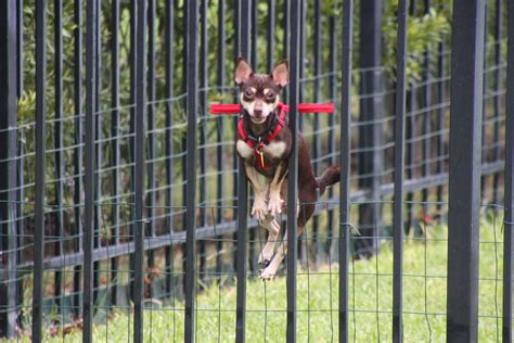 The Safe Behind Bars Dog Harness Keeps Your Small Dog From Escaping