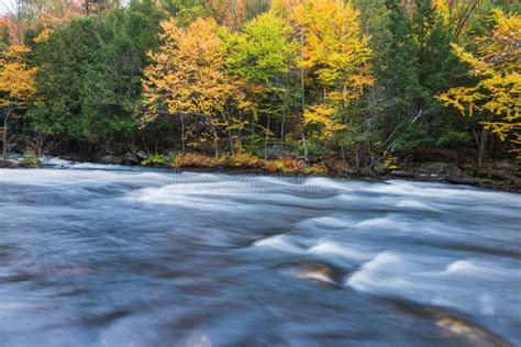 Colorful Autumn Forest On A Riverside Of Oxtongue River Stock Image