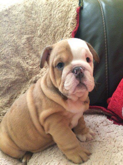 Meet ginger, cute, adorable, sweet, part english cutie. Old English Bulldog Puppies For Sale | Dallas, TX #285748