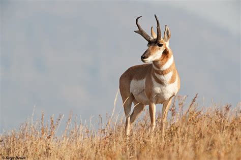 Bruge ordet nyala i stedet for antilope, hvilket gør dem synonymer med hinanden. Antilope d`Amérique / Pronghorn ( male). | Serge D. | Flickr