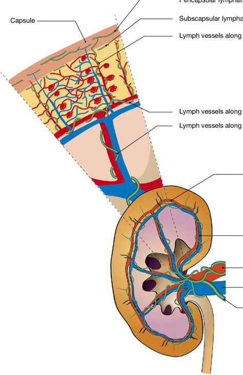 Anatomy Of Renal Lymphatics Renal Lymph Vessel After Entering The