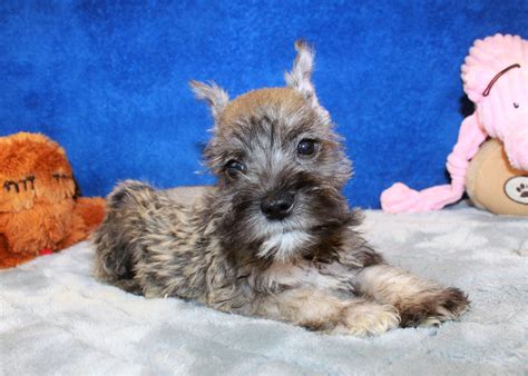 Teacup puppies for sale, tiny toy, imperial and miniature puppies for adoption and rescue near me. Miniature Schnauzer Puppies For Sale - Long Island Puppies